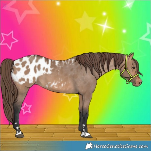 Horse Color:Bay Dun Appaloosa 