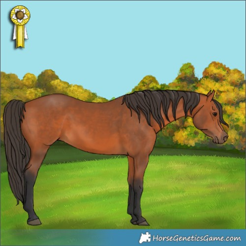 Horse Color:Bay 