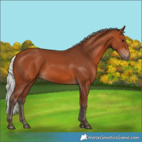 Horse Color:Silver Bay Rabicano 