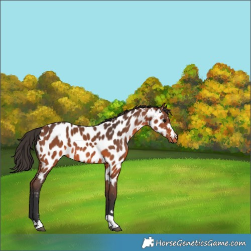 Horse Color:Bay Appaloosa 