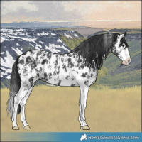 Horse Color:Black Sabino Splash Near Leopard  and Black Sabino Splash Near Leopard 