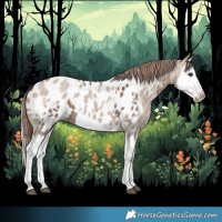 Horse Color:Liver Red Dun Sabino Splash Near Leopard  and Liver Red Dun Roan Splash Near Leopard 
