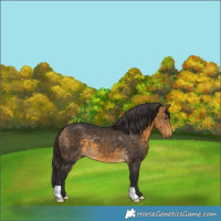 Horse Color:Buckskin 