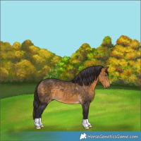 Horse Color:Buckskin