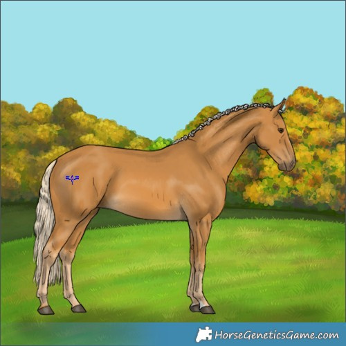 Horse Color:Palomino