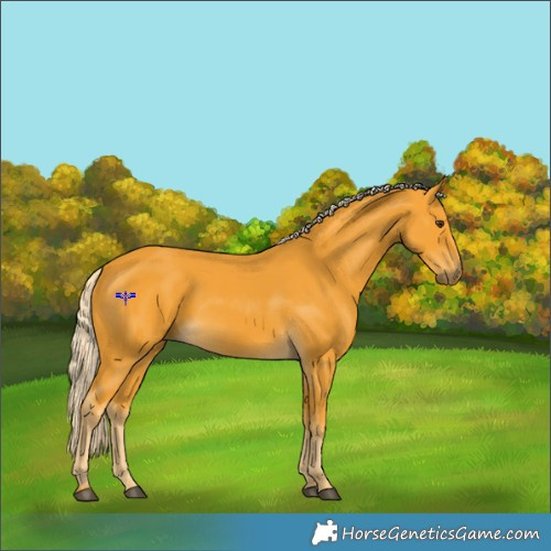 Horse Color:Palomino