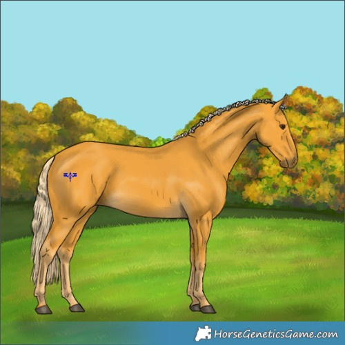 Horse Color:Palomino