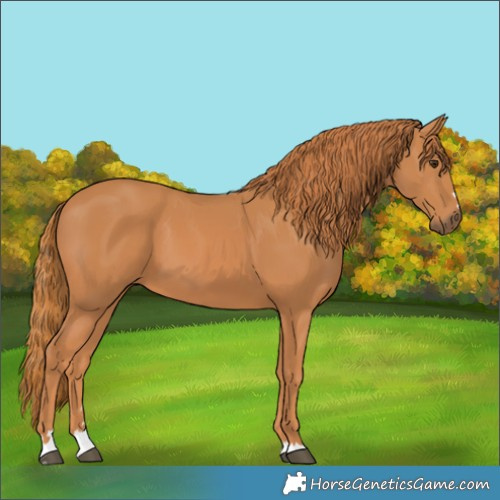 Horse Color:Chestnut 