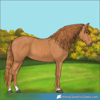 Horse Color:Chestnut 