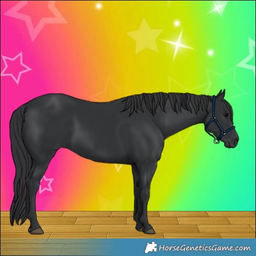 Horse Color:Black 