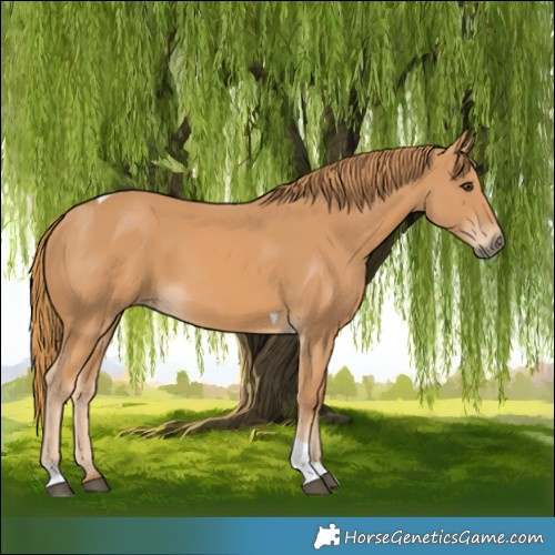 Horse Color:Chestnut Tobiano Rabicano 