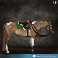 Horse Color:Chocolate Buckskin Dun Tobiano 
