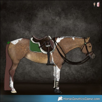 Horse Color:Chocolate Buckskin Dun Tobiano