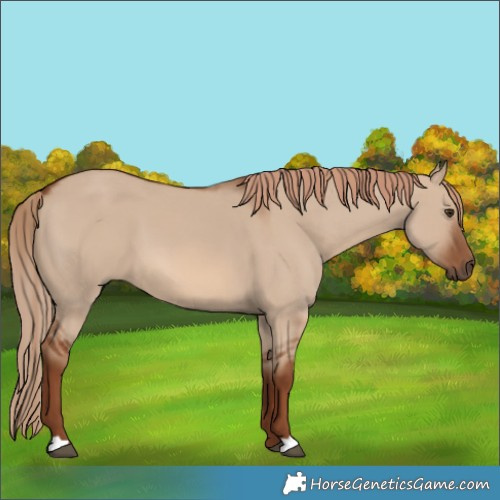 Horse Color:Red Dun 