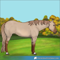 Horse Color:Red Dun 