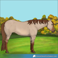 Horse Color:Red Dun