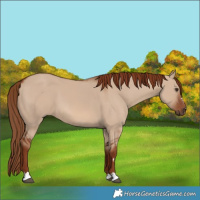 Horse Color:Red Dun 