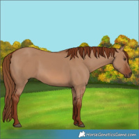 Horse Color:Red Dun 