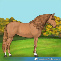 Horse Color:Chestnut 