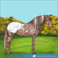 Horse Color:Chestnut Snowcap 