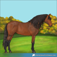 Horse Color:Bay 