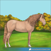 Horse Color:Gold Champagne