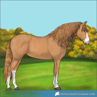 Horse Color:Chestnut 