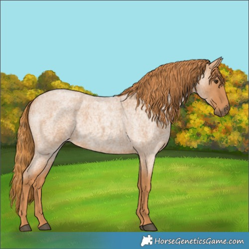 Horse Color:Red Roan 