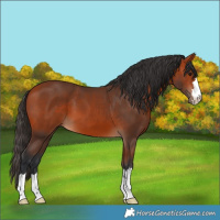 Horse Color:Bay 