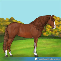 Horse Color:Chestnut Splash Tobiano