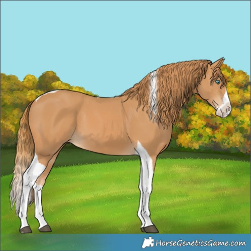 Horse Color:Chestnut Splash Tobiano 