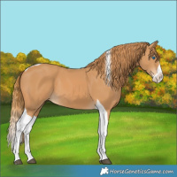 Horse Color:Chestnut Splash Tobiano