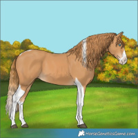 Horse Color:Chestnut Splash Tobiano 