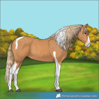 Horse Color:Chestnut Splash Tobiano