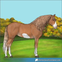 Horse Color:Chestnut Splash Frame