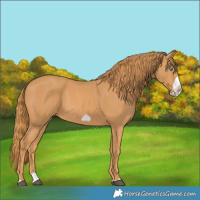 Horse Color:Chestnut Splash Frame