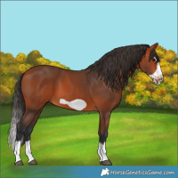 Horse Color:Bay Splash Frame 