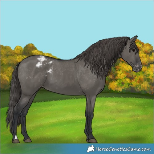 Horse Color:Grullo Appaloosa 
