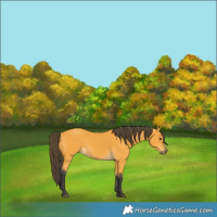 Horse Color:Buckskin 