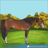 Horse Color:Bay Appaloosa  and Bay Appaloosa 