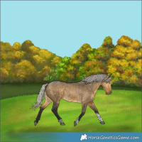 Horse Color:Silver Buckskin Dun Tobiano 