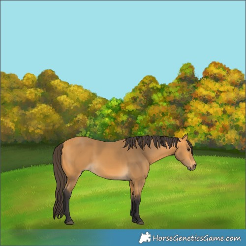 Horse Color:Buckskin 