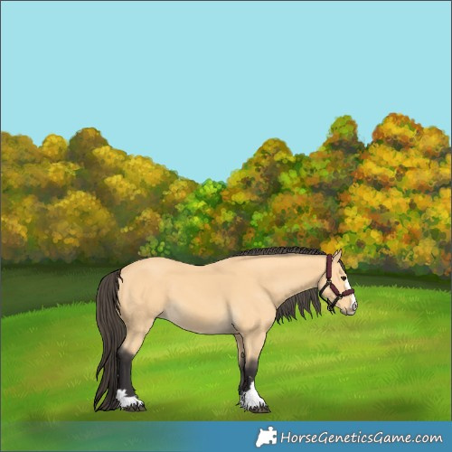 Horse Color:Buckskin