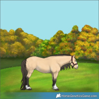 Horse Color:Buckskin 