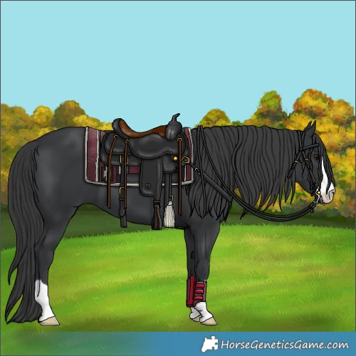 Horse Color:Black 