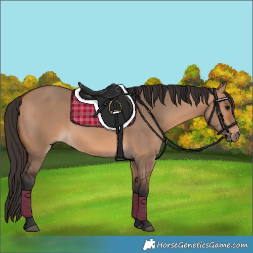 Horse Color:Bay Dun