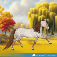 Horse Color:Red Dun Roan 