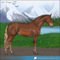 Horse Color:Chestnut 