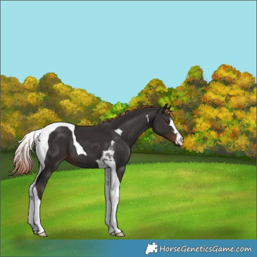 Horse Color:Liver Chestnut Tobiano