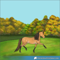 Horse Color:Buckskin 